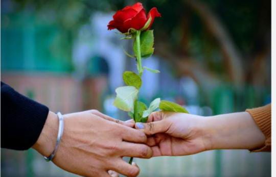 ଗୋଲାପି ପ୍ରେମ